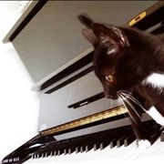 Black and White Cat on the Piano