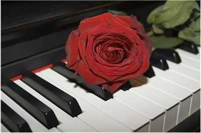 Red Rose on the Grand Piano