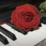 Red Rose on the Grand Piano