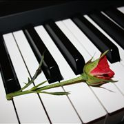 Red Rose on the Piano